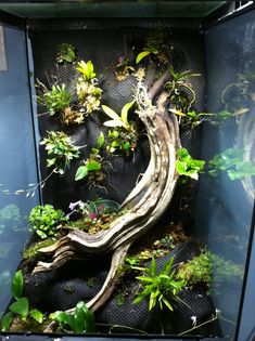 an aquarium filled with plants and rocks