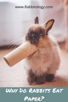 a rabbit holding a roll of paper in its mouth with the caption why do rabbits eat paper?