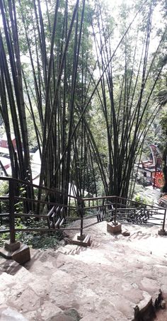 an outdoor area with many trees and benches