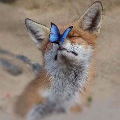 a little fox with a blue butterfly on its nose looking up at the camera while laying down