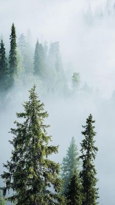 pine trees in the fog on a mountain