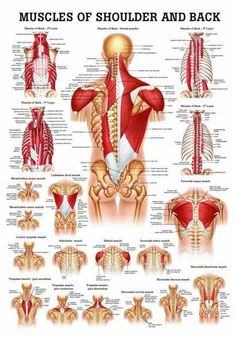 yoga for upper back pain Anatomy Models, Muscular System, Muscle Anatomy, Human Anatomy And Physiology, Medical Anatomy, Shoulder Muscles, Muscle Body, Body Anatomy