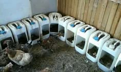 chickens are lined up in their coops to be fed