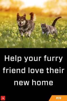 two cats are walking in the grass with text that reads help your furry friend love their new home