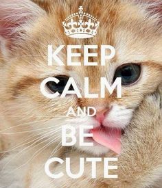 an orange and white cat with its tongue hanging out to the side that says keep calm and be cute