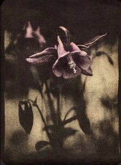 a black and white photo of a purple flower