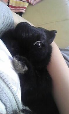 a person holding a small black cat in their lap while laying on top of a couch