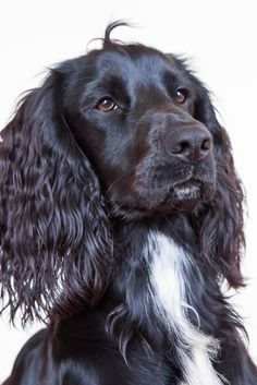 a black and white dog looking at the camera