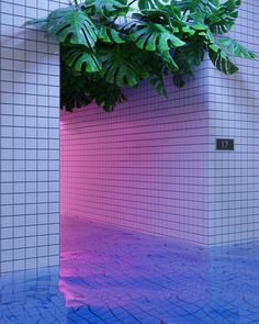 a plant is growing out of the corner of a tiled wall with blue and pink tiles