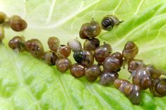 some brown bugs are crawling on a green leaf