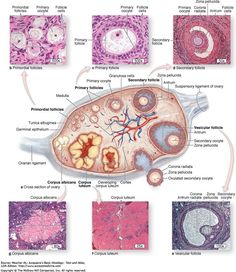 the anatomy of an animal's body and its structures, including their external organs