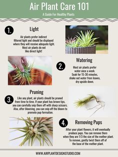 an air plant care guide with instructions on how to get ridding from the plants