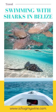 two pictures with the words swimming with sharks in belize