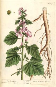 an image of a plant with roots and flowers