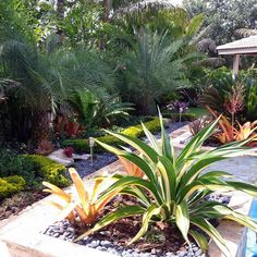 a garden filled with lots of different types of flowers and plants next to a swimming pool