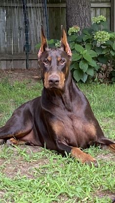 a brown and black dog laying in the grass