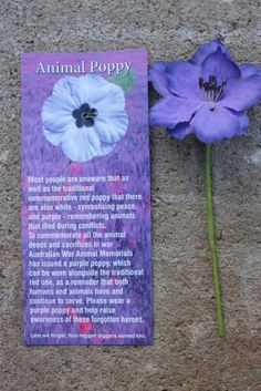 a purple flower laying on top of a stone wall next to a poem about animal poppy