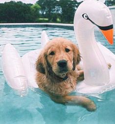 a dog is sitting in the water next to a swan shaped pool float that's floating on top of it