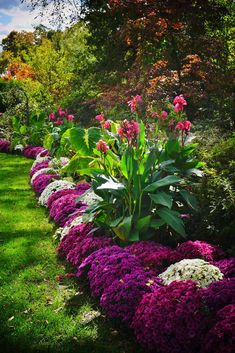 colorful flowers line the edge of a garden