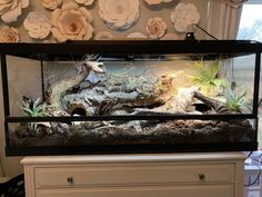 an aquarium with plants and rocks in it