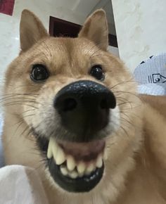 a close up of a dog with it's mouth open