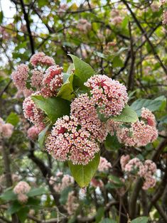 pink flowers are blooming on the branch of a tree in front of some green leaves