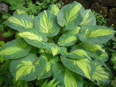 a green and yellow plant with large leaves