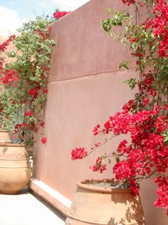 red flowers are growing on the side of a wall and potted planters next to it