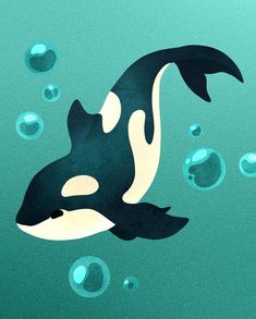 an orca whale swimming in the ocean with bubbles