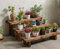 several potted plants sit on three wooden benches