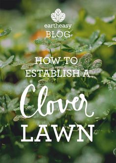 green plants with the words how to establishment clover lawn in white text on top of it