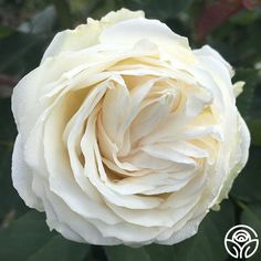 a large white rose with green leaves in the foreground and on the back ground