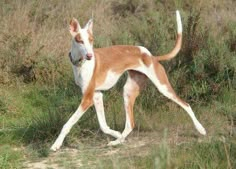 a brown and white dog is walking in the grass