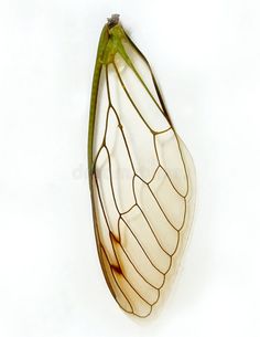 a white and green butterfly wing on a white background