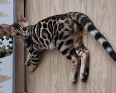 a cat laying on top of a wooden floor next to a mirror with snowflakes