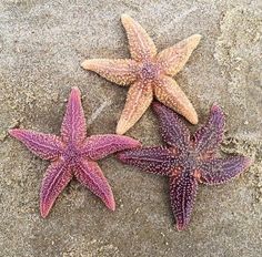 three starfishs are laying on the sand and one is purple with white dots