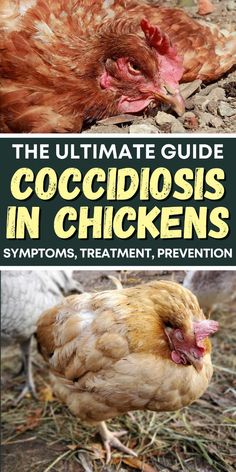 the ultimate guide to coccidiosis in chickens - sympts, treatment, and prevention