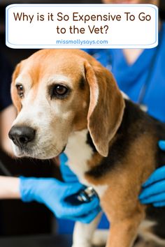 a dog being examined by a vet in blue gloves with the caption why is it so expensive to go to the vet?