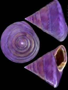 three pieces of purple marble on a black background