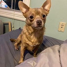 a small brown dog sitting on top of a bed