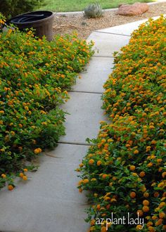 an orange and yellow flowered plant in the middle of a sidewalk