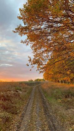 a dirt road in the middle of a grassy field with trees on both sides and an orange sunset behind it