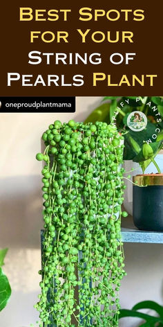 the best spots for your string of pearls plant