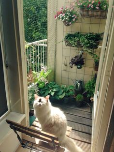 a white cat sitting on top of a wooden bench next to a window and potted plants