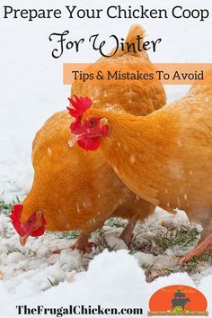 two chickens in the snow with text overlay that reads prepare your chicken coop for winter tips and tricks to avoid