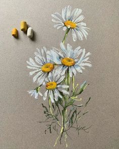 Daisy Oil Pastel, Pastel Flowers Drawing, Flower Oil Pastel, Chalk Pastel Art, Soft Pastel Art