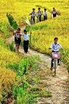 children are riding bikes down a path in the rice fields