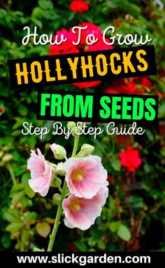 how to grow hollyhocks from seeds step by step guide with text overlay