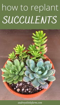 succulents in a pot with text overlay how to replant succulents