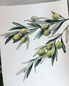 an olive branch with green olives and leaves painted on white paper by watercolor